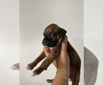 Small #3 Boxer