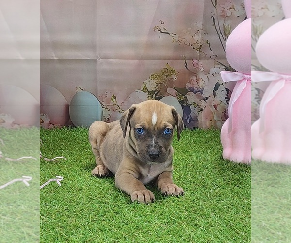 Medium Photo #10 Catahoula Leopard Dog Puppy For Sale in CUMBY, TX, USA