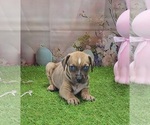 Small #9 Catahoula Leopard Dog