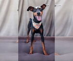 Small #2 Doberman Pinscher