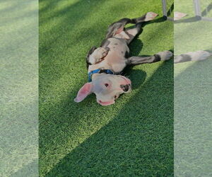 Mutt Dogs for adoption in Las Vegas, NV, USA