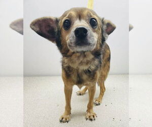 Chihuahua-Unknown Mix Dogs for adoption in Mundelein, IL, USA