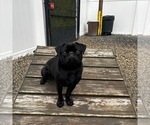 Small Photo #1 Pug Puppy For Sale in LONG NECK, DE, USA