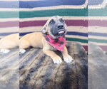 Small German Shepherd Dog Mix