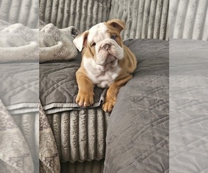 Bulldog Puppy for sale in WEBSTER, MA, USA