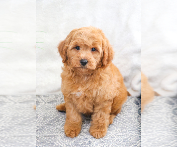 Medium Photo #17 Goldendoodle (Miniature) Puppy For Sale in SYRACUSE, IN, USA