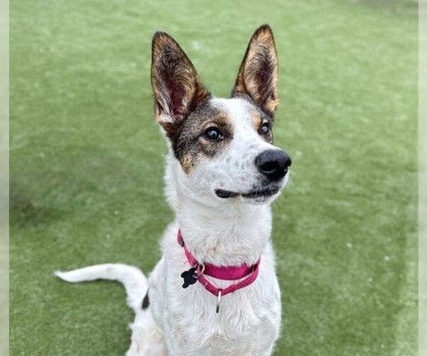 Medium Photo #4 Mutt Puppy For Sale in Martinez, CA, USA