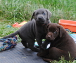 Small Photo #13 Labrador Retriever Puppy For Sale in EDINBURG, VA, USA