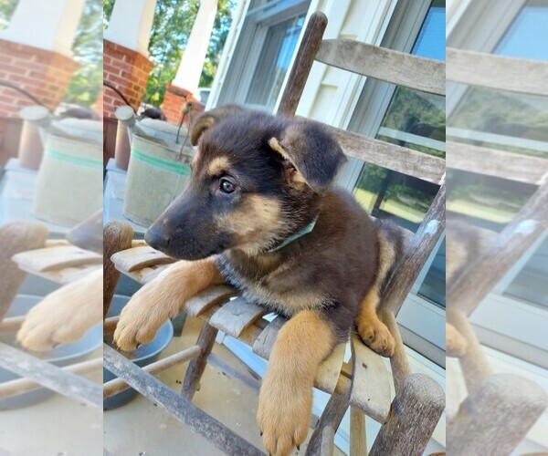 Medium Photo #2 German Shepherd Dog Puppy For Sale in MONROE, NC, USA