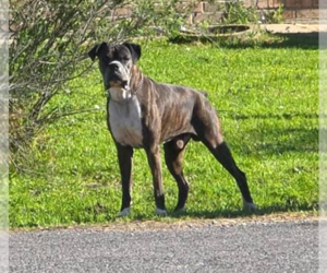 Boxer Dogs for adoption in Austin, TX, USA