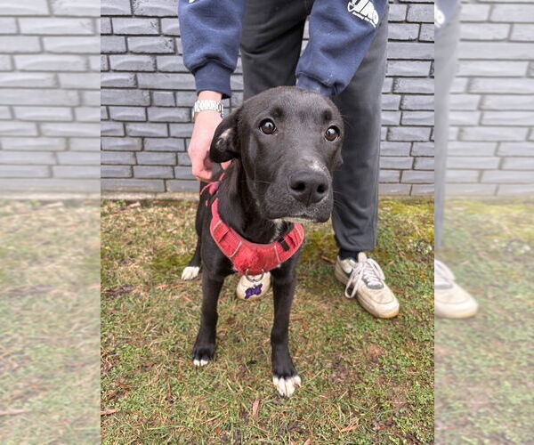 Medium Photo #9 Labrador Retriever Puppy For Sale in Mooresville, NC, USA