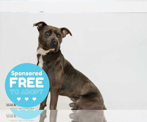 Mutt Dogs for adoption in Chestertown, MD, USA