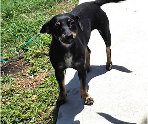 Dachshund-Unknown Mix Dogs for adoption in Missouri City, TX, USA