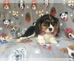Small #6 Cavalier King Charles Spaniel