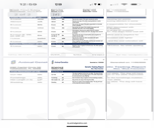 Medium Photo #6 French Bulldog Puppy For Sale in HANCEVILLE, AL, USA