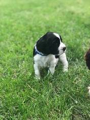 English Springer Spaniel Puppy for sale in WALNUT GROVE, MN, USA
