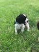 Small Photo #1 English Springer Spaniel Puppy For Sale in WALNUT GROVE, MN, USA