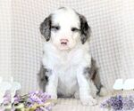 Small Photo #2 Bernedoodle (Miniature) Puppy For Sale in GORDONVILLE, PA, USA