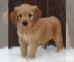 Goldendoodle (Miniature) Puppy for sale in FREDERICKSBURG, OH, USA