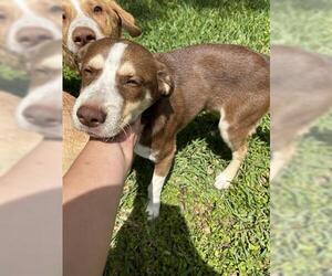Labrador Retriever-Unknown Mix Dogs for adoption in Houston, TX, USA