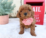 Small Photo #2 Goldendoodle (Miniature) Puppy For Sale in HONEY BROOK, PA, USA