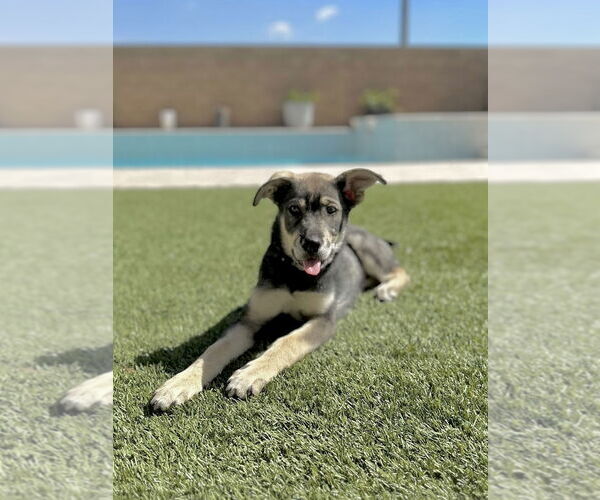 Medium Photo #6 Siberian Husky-Unknown Mix Puppy For Sale in Dana Point, CA, USA