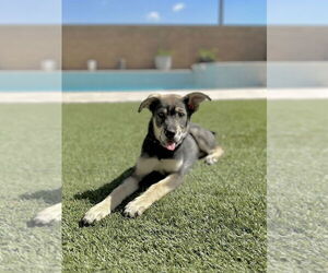 Ava - Female Siberian Husky-Unknown Mix Dog for Adoption - Photo #6