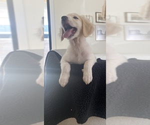 Goldendoodle Puppy for sale in AUSTIN, TX, USA