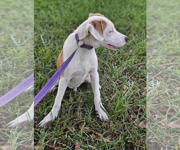 Medium Photo #11 Beagle-Unknown Mix Puppy For Sale in Wakefield, RI, USA