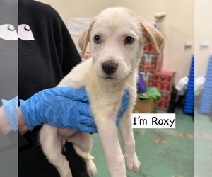 - Mix Dogs for adoption in GILBERTS, IL, USA