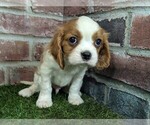 Small #1 Cavalier King Charles Spaniel