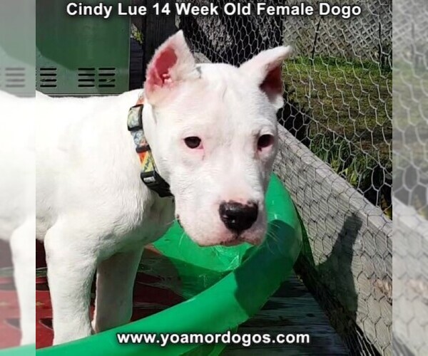 Medium Photo #212 Dogo Argentino Puppy For Sale in PINEVILLE, MO, USA
