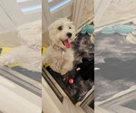 Small #2 Maltese Mix