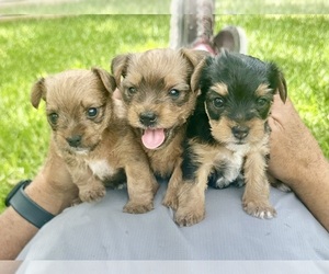 Yorkshire Terrier Puppy for Sale in LA VERNIA, Texas USA