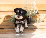 Puppy Mason Schnauzer (Miniature)