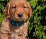 Small Photo #41 Golden Retriever Puppy For Sale in GOSHEN, IN, USA