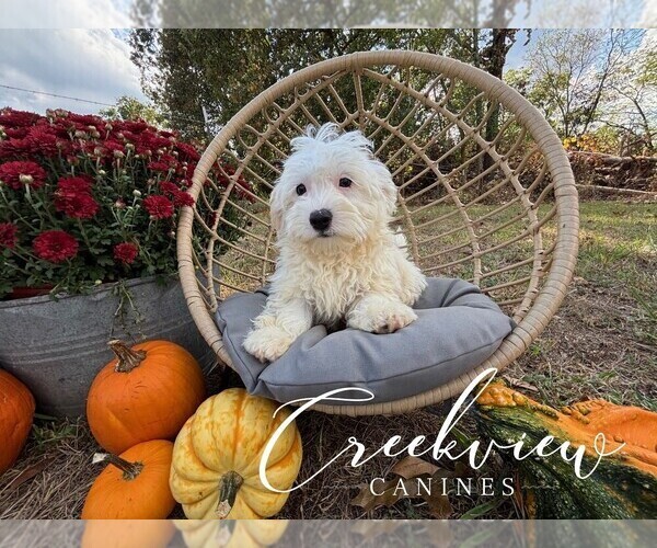 Medium Photo #27 Havachon Puppy For Sale in NIANGUA, MO, USA