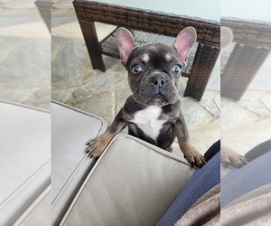 French Bulldog Puppy for sale in CHINO HILLS, CA, USA