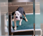 Small Australian Shepherd Mix