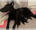 Small German Shepherd Dog