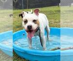 Small #1 American Pit Bull Terrier