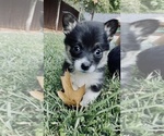 Small Photo #1 Pembroke Welsh Corgi Puppy For Sale in SOULSBYVILLE, CA, USA
