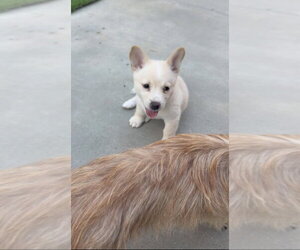 MERCEDES - Female Mutt Dog for Adoption - Photo #2