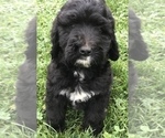 Small Photo #9 Bernedoodle Puppy For Sale in BOWLING GREEN, KY, USA