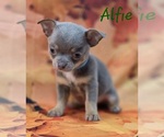 Small #2 Chihuahua