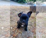 Small Photo #1 French Bulldog Puppy For Sale in SANTA CLARITA, CA, USA