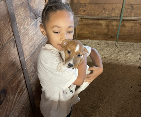 View Ad Jack Russell Terrier Litter of Puppies for Sale near