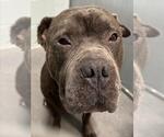 Small American Staffordshire Terrier Mix