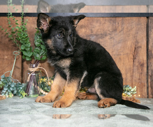 Medium German Shepherd Dog