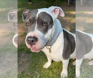 Mutt Dogs for adoption in Rockville, MD, USA